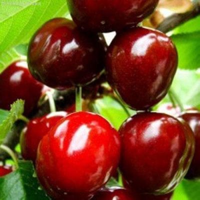 Черешня Сюбаровская Черешня Сюбаровская фото