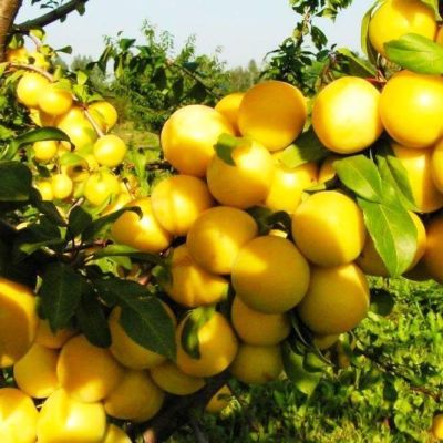 Слива Ренклод Слива Ренклод фото