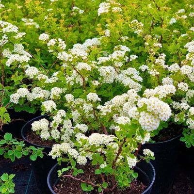 Спирея трехлопастная Спирея трехлопастная - Dolina-Sad.Ru