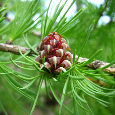 Лиственница европейская Лиственница европейская фото