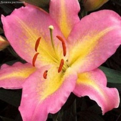 Лилия Пинк Мистери Лилия Пинк Мистери фото