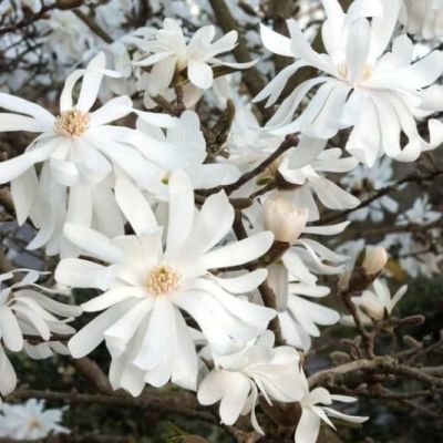 Магнолия Роял Стар фото