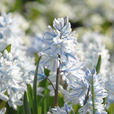 Пушкиния Ливанская Пушкиния Ливанская - Dolina-Sad.Ru