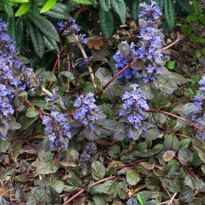 Живучка ползучая Атропурпуреа Живучка ползучая Атропурпуреа - Dolina-Sad.Ru