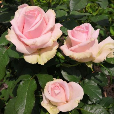 Роза Свит Аваланш Роза Свит Аваланш - Dolina-Sad.Ru