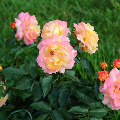 Роза Штамбовая Лампион Роза Штамбовая Лампион - Dolina-Sad.Ru