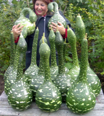 Лагенария Гусь в яблоках Лагенария Гусь в яблоках фото