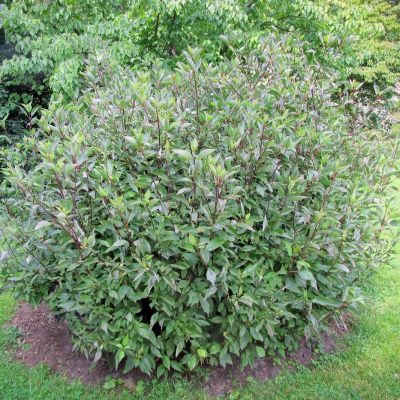 Дерен белый Кессельринги Дерен белый Кессельринги - Dolina-Sad.Ru