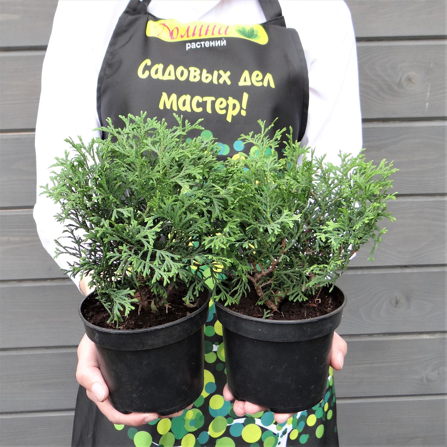 Туя западная Литтл Гиант Туя западная Литтл Гиант фото