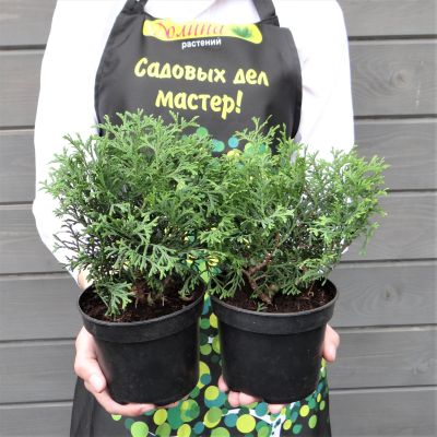 Туя западная Литтл Гиант Туя западная Литтл Гиант фото