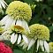 Эхинацея пурпурная Прарайд Блэйз Винтаж Лайм - Dolina-Sad.Ru
