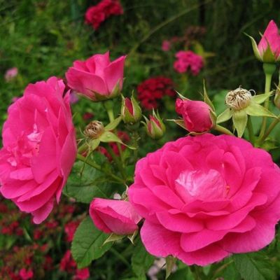 Роза Морден Сентенниал Роза Морден Сентенниал - Dolina-Sad.Ru