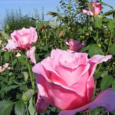 Роза Эйфел Тауер Роза Эйфел Тауер - Dolina-Sad.Ru