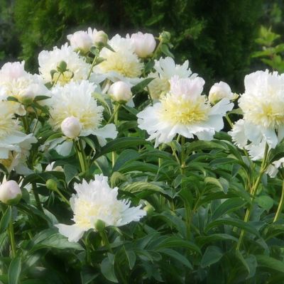 Пион Топ Брасс - Dolina-Sad.Ru