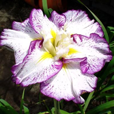 Ирис Стиплд Рипплз Ирис Стиплд Рипплз - Dolina-Sad.Ru