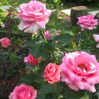 Роза Кисс Роза Кисс - Dolina-Sad.Ru