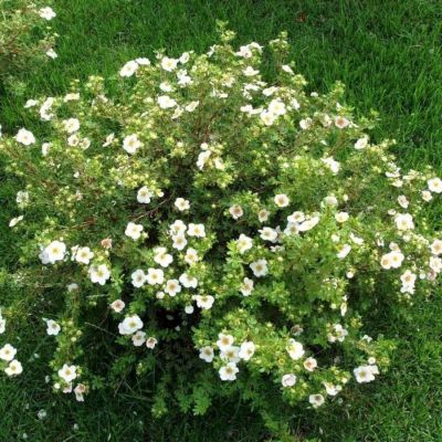 Лапчатка Крем Брюле, С1,5 - Dolina-Sad.Ru