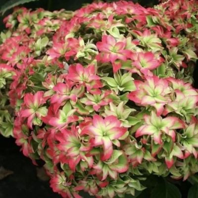 Гортензия курпнолистная Мэджикал Фарфалла Гортензия курпнолистная Мэджикал Фарфалла - Dolina-Sad.Ru