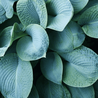 Хоста Зибольда Элеганс Хоста Зибольда Элеганс фото