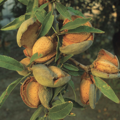 Миндаль Горький Миндаль Горький - Dolina-Sad.Ru