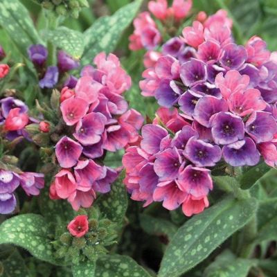 Медуница Рэспберри Сплэш Медуница Рэспберри Сплэш - Dolina-Sad.Ru