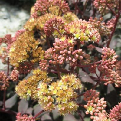 Седум Седакшн Еллоу Деликат Седум Седакшн Еллоу Деликат - Dolina-Sad.Ru