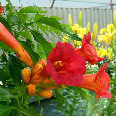 Кампсис гибридный Мадам Гален - Dolina-Sad.Ru