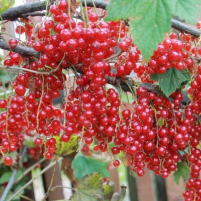 Смородина Красная Ионкер Ван Тетс Смородина Красная Ионкер Ван Тетс фото