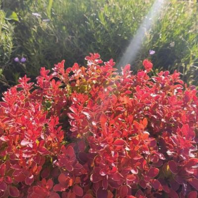 Барбарис тунберга Неон Барбарис тунберга Неон - Dolina-Sad.Ru