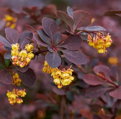 Барбарис Тунберга Шоколад Саммер, С3 Барбарис Тунберга Шоколад Саммер, С3 - Dolina-Sad.Ru