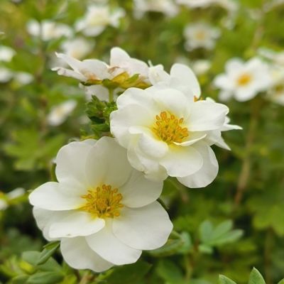 Лапчатка Крем Брюле, С2 - Dolina-Sad.Ru