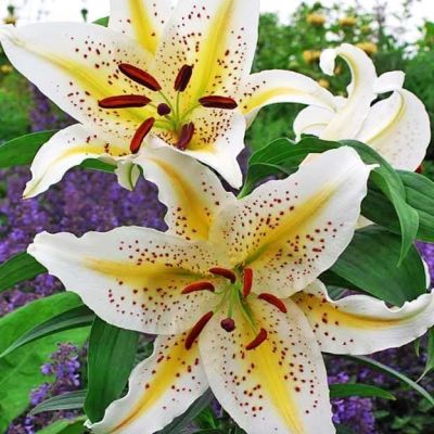 Лилия Гарден Пати (в горшке) Лилия Гарден Пати (в горшке) фото