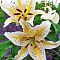 Лилия Гарден Пати (в горшке) Лилия Гарден Пати (в горшке) фото