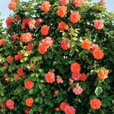 Роза Шраб Роза Шраб - Dolina-Sad.Ru