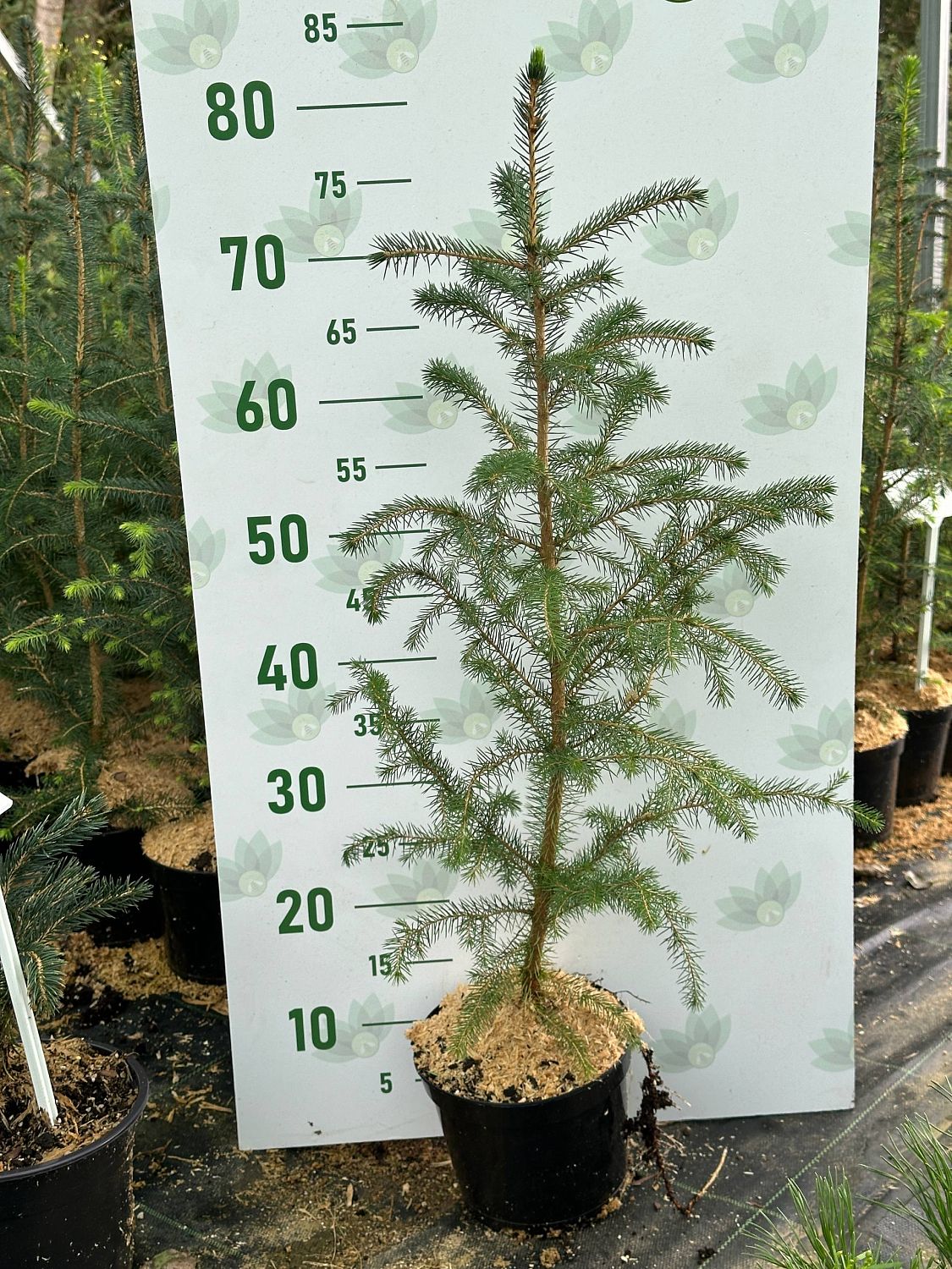 Ель ситхинская, С2 Ель ситхинская, С2 - Dolina-Sad.Ru