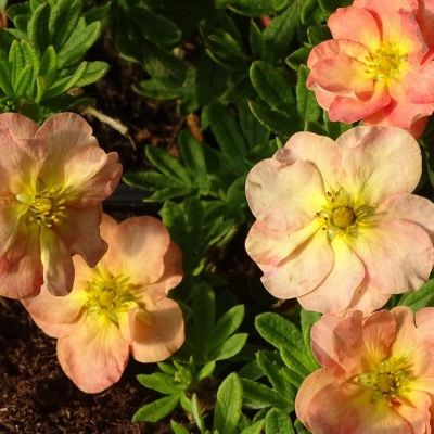 Лапчатка кустарниковая Белла Эппл, С2 - Dolina-Sad.Ru