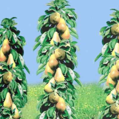 Комплект Колоновидных Яблони+Груши Комплект Колоновидных Яблони+Груши фото