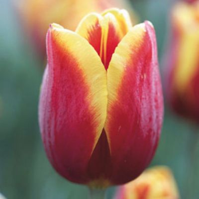 Тюльпан Кис Нелис Тюльпан Кис Нелис - Dolina-Sad.Ru