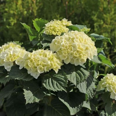 Гортензия крупнолистная Хай Кристал Пэлас, С2 - Dolina-Sad.Ru