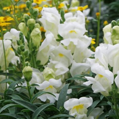 Львиный зев Белый букет Львиный зев Белый букет фото