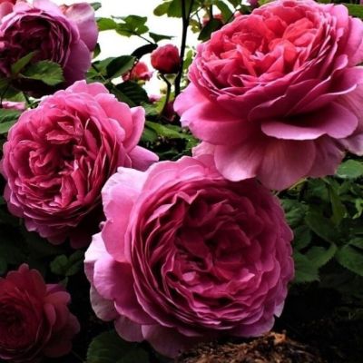 Роза Квинс Вельвет Роза Квинс Вельвет - Dolina-Sad.Ru