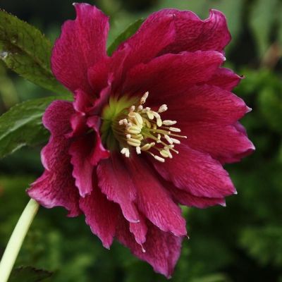 Морозник Дубль Хубридс Ред Промис Морозник Дубль Хубридс Ред Промис - Dolina-Sad.Ru