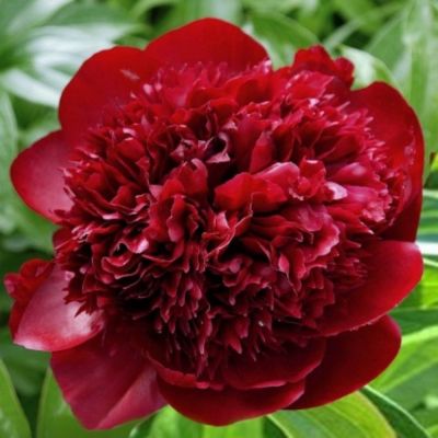 Пион Леди ин Ред Пион Леди ин Ред - Dolina-Sad.Ru