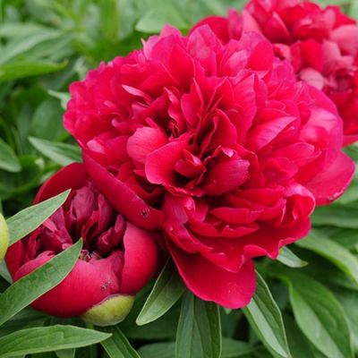 Пион Леди ин Ред Пион Леди ин Ред - Dolina-Sad.Ru