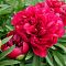 Пион Леди ин Ред Пион Леди ин Ред - Dolina-Sad.Ru