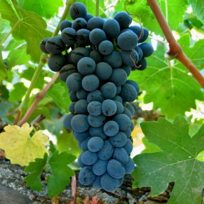 Виноград Мишель Палиери - Dolina-Sad.Ru