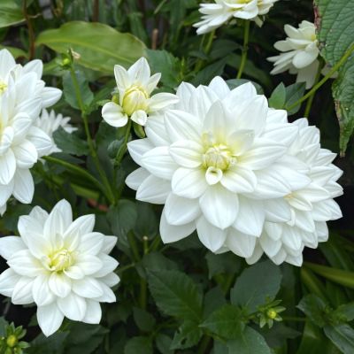 Георгина Сиберия Георгина Сиберия - Dolina-Sad.Ru