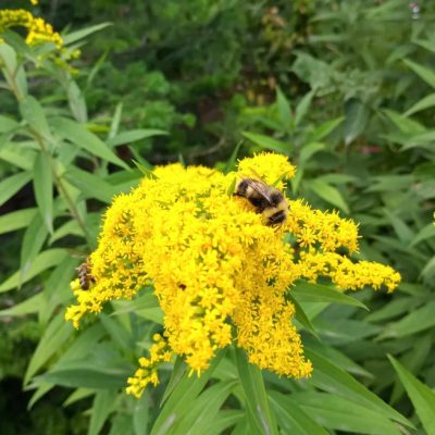 Золотарник Лаурин фото