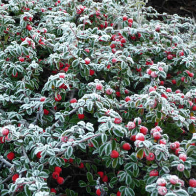Кизильник дугообразный Декорус Кизильник дугообразный Декорус фото