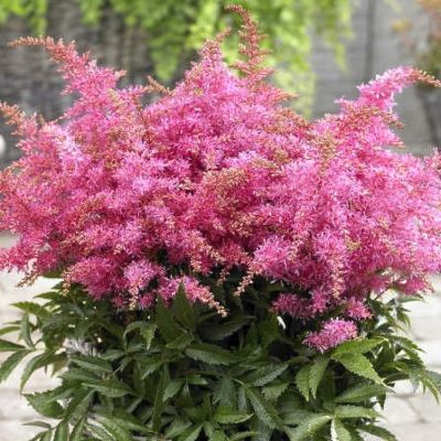 Астильба гибридная Распберри Астильба гибридная Распберри - Dolina-Sad.Ru